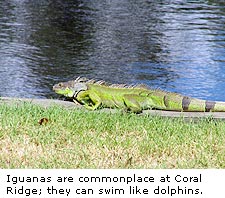 Iguanas Coral Ridge