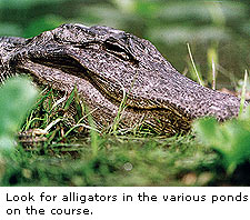 Alligators