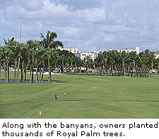 Banyan trees
