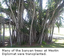 Banyan Trees at Westin Diplomat